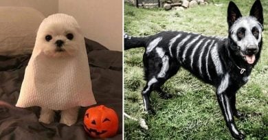 disfraces-mascotas-halloween