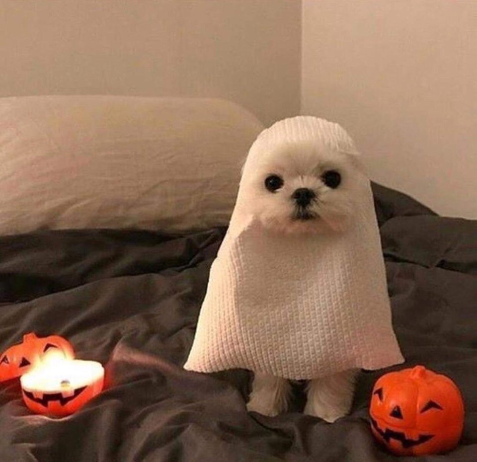 disfraces de halloween para mascotas