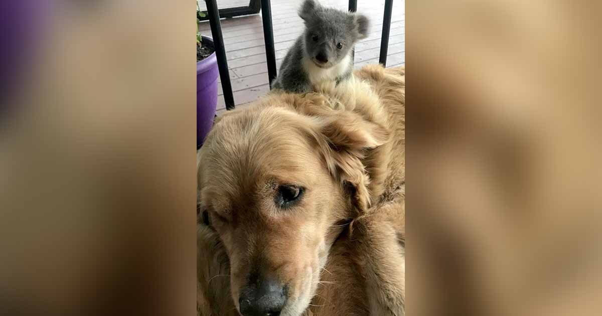 koala y perro