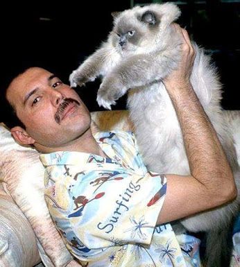 Freddie Mercury y sus gatos