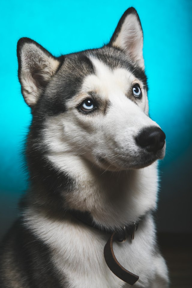 Foto de prueba Kodiak