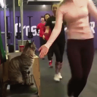 Gato saludando deportistas