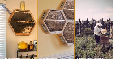 apicultura-urbana-portada