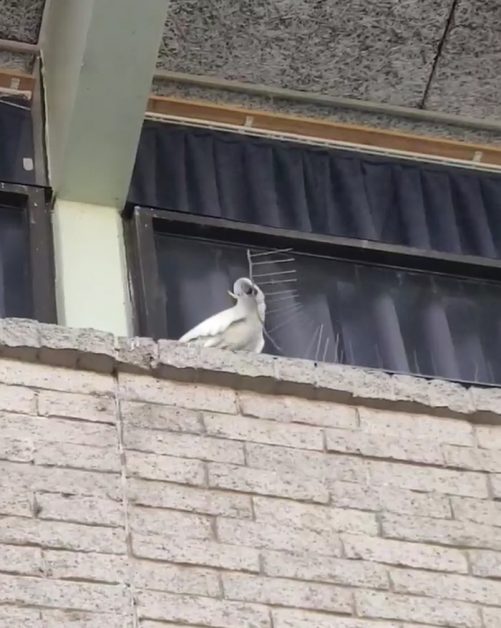 Graban a una cacatua, muy enfadada, derribando los picos anti aves de