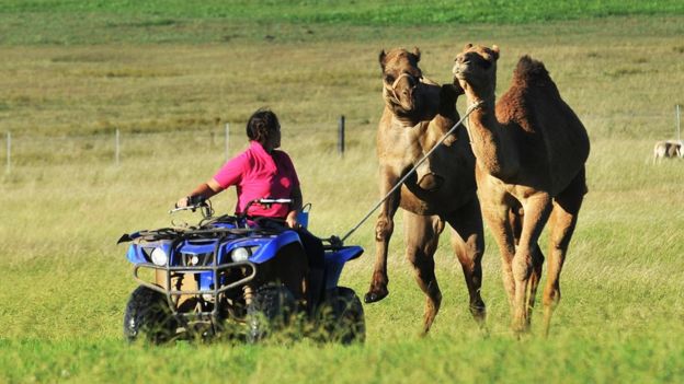 camellos pradera verde ganadería