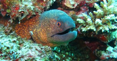 anguila rio tamesis animal