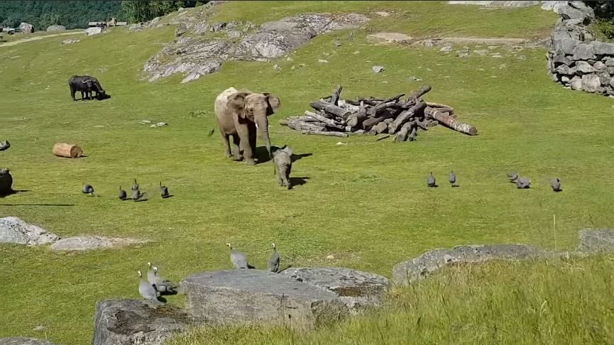 elefante y mamá