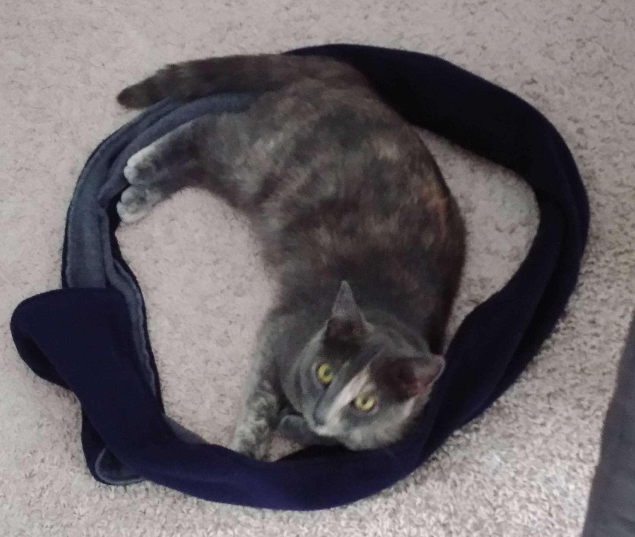 gato círculo curiosidad cuerda