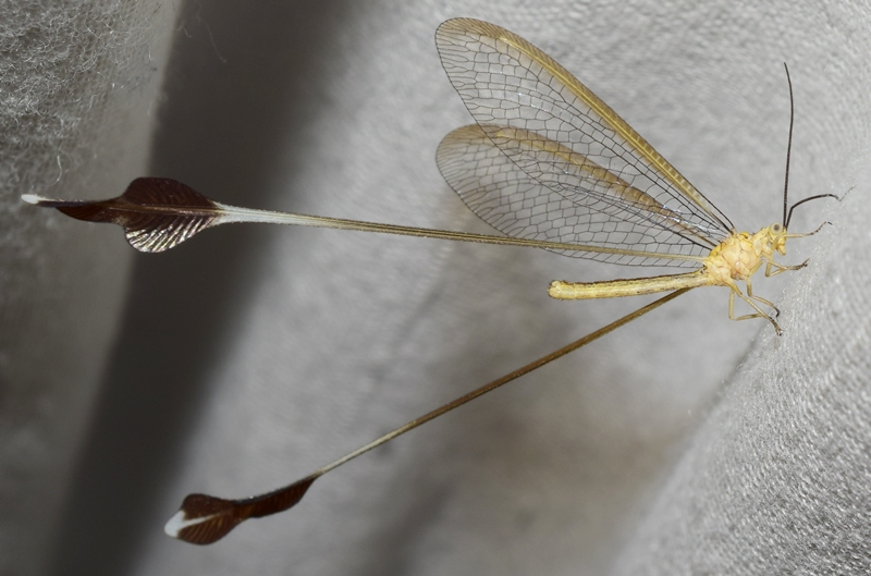 insecto peligro extinción animal duende