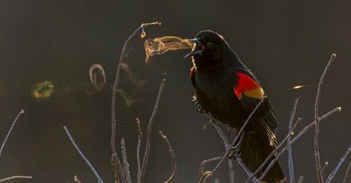 Premios fotografía pájaros