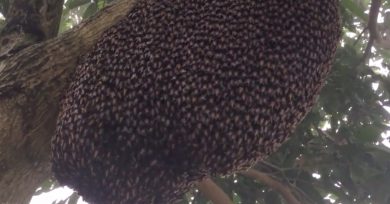 abejas-ola