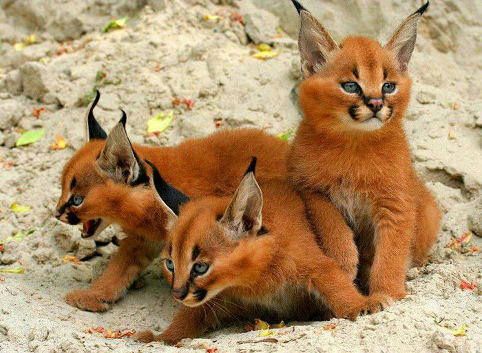 caracales