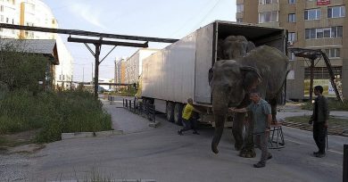 Elefantes-circo