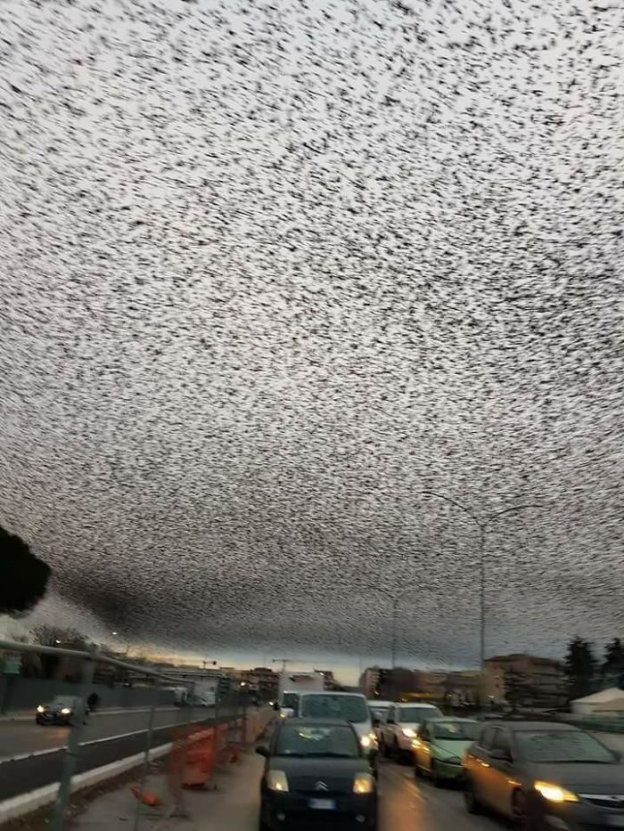 pájaros migración cielo puntos negros