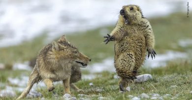 Fotografía salvaje, concurso