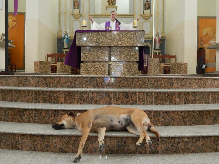 perro altar iglesia durmiendo siesta misa iglesia padre cura
