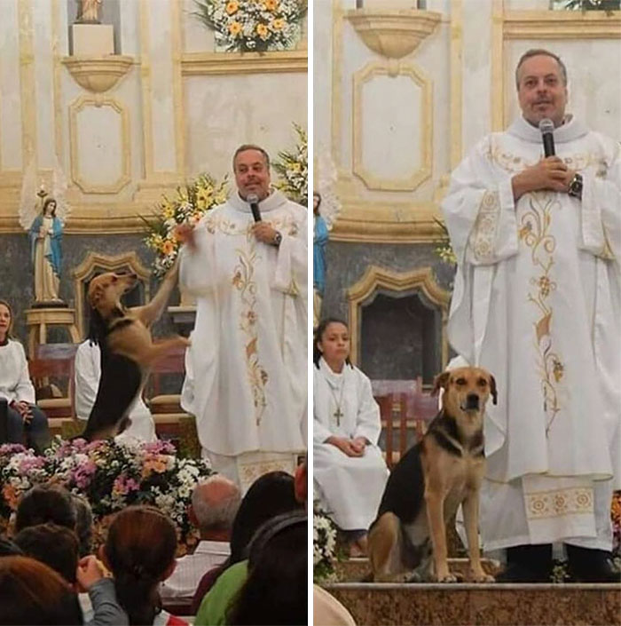 perro cariñoso mimos caricias sermón padre cura misa oficio