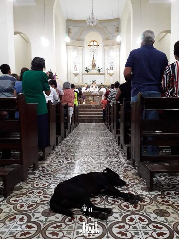 perro callejero acogida cobijo iglesia siesta durmiendo
