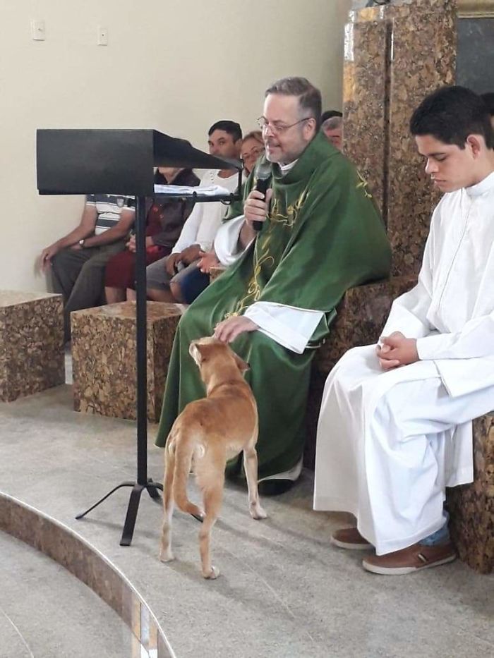 sermón cura iglesia perro mimos caricias entrañable