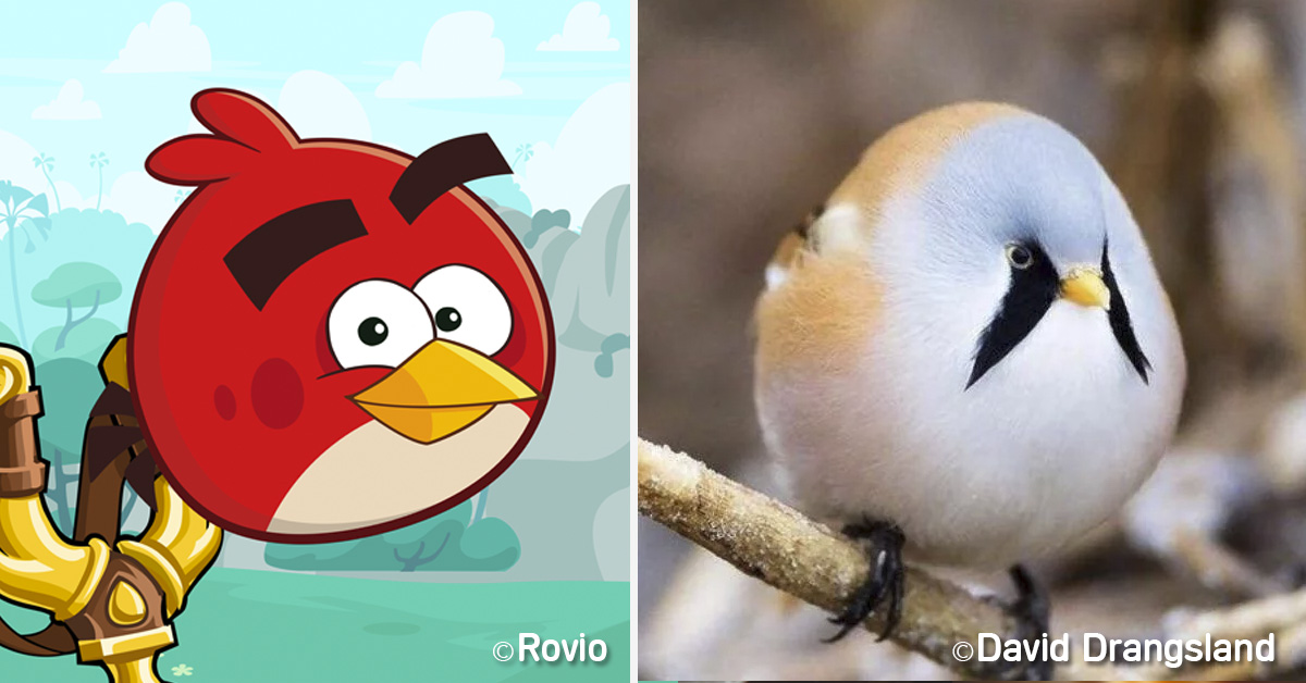 angry-birds-real