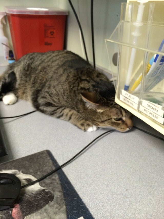 gatos escondiéndose en la consulta del veterinario