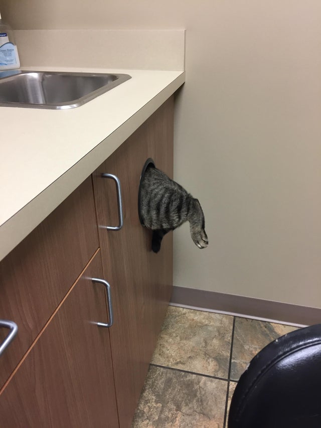 gato escapando del veterinario