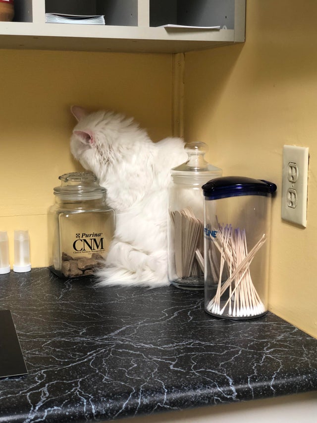 gato escondido en el veterinario