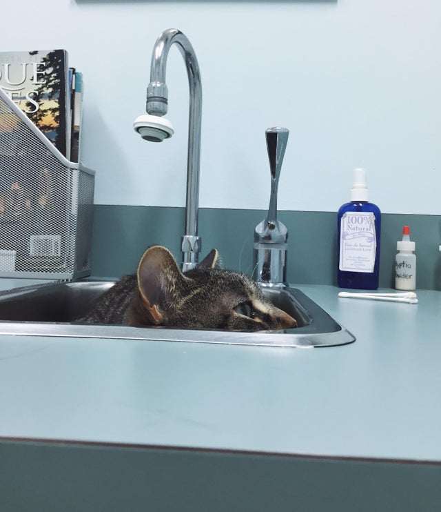 gato escondido en el fregadero del veterinario