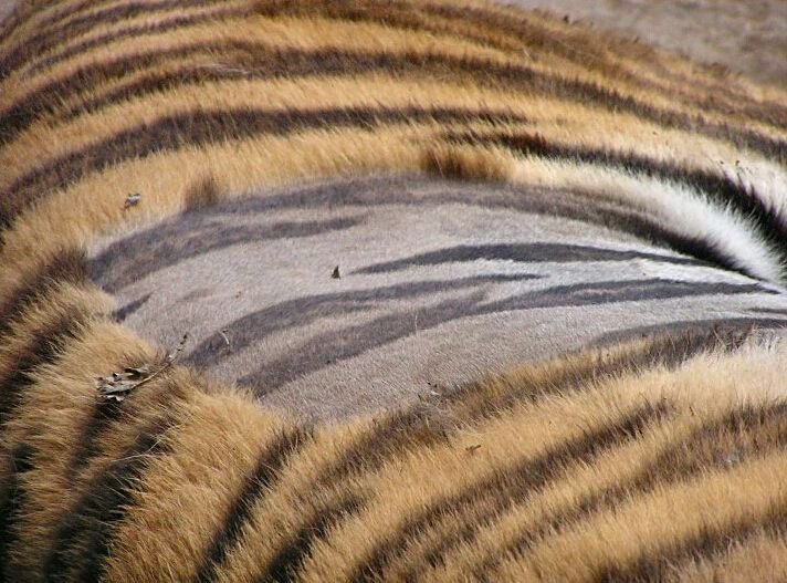 piel de tigre punto de vista