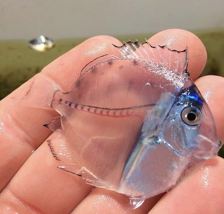 20 fascinantes fotografías pez transparente