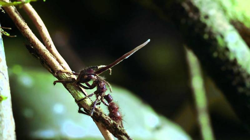 hormiga hongo deforme
