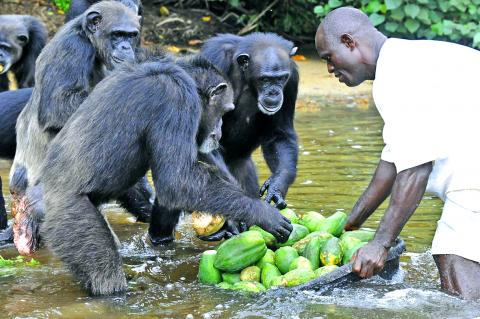 chimpancés monos comida