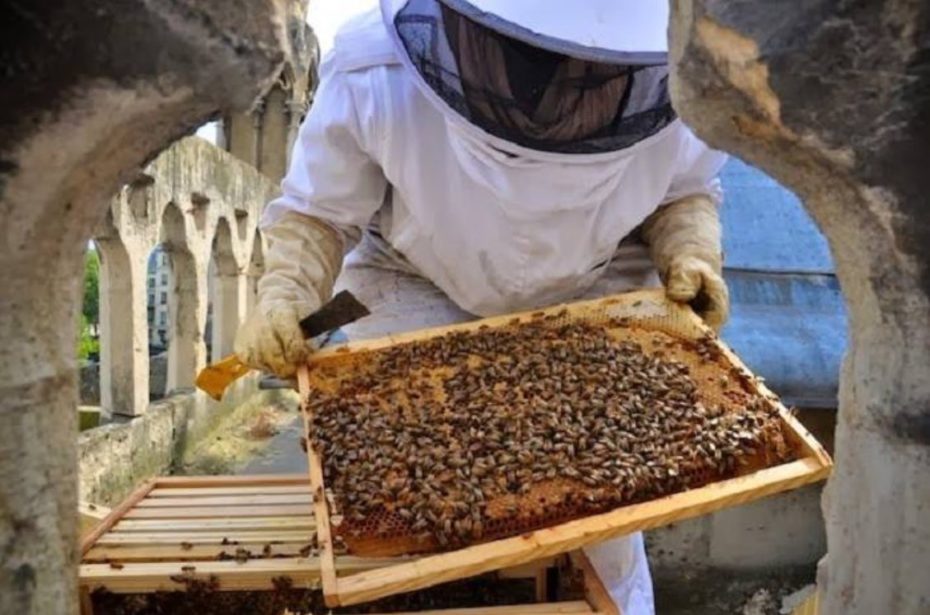 apicultor abeja miel
