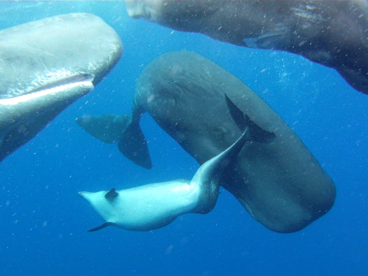 cachalotes delfín