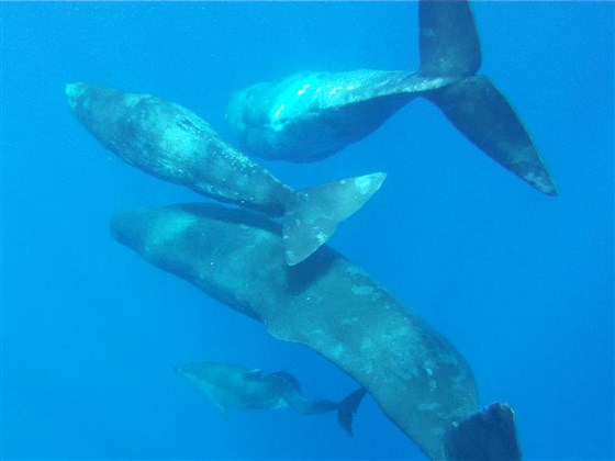 vaina cachalotes ballenas