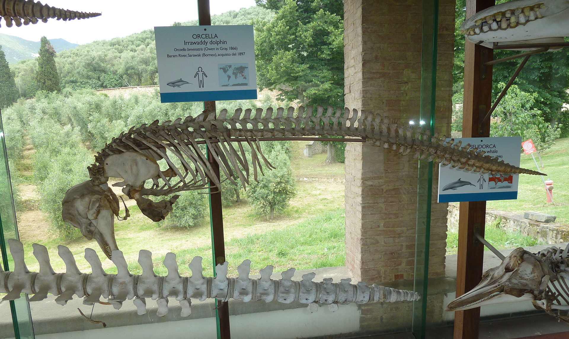esqueleto delfin museo