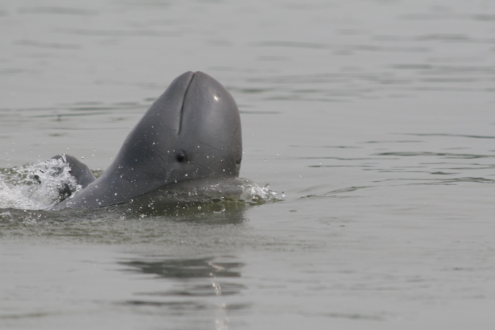 irrawaddy dolphin