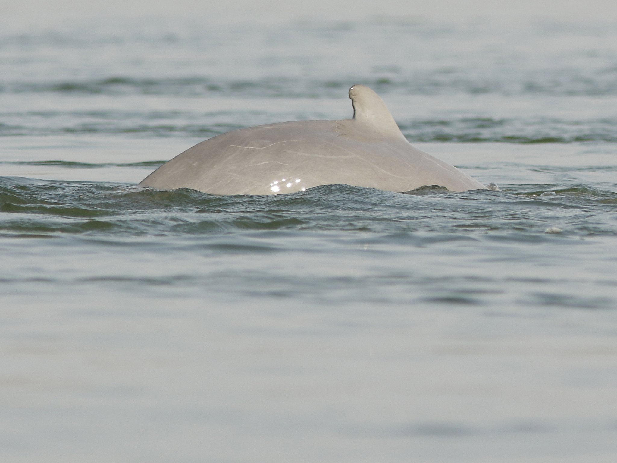 irrawaddy dolphin aleta dorsal