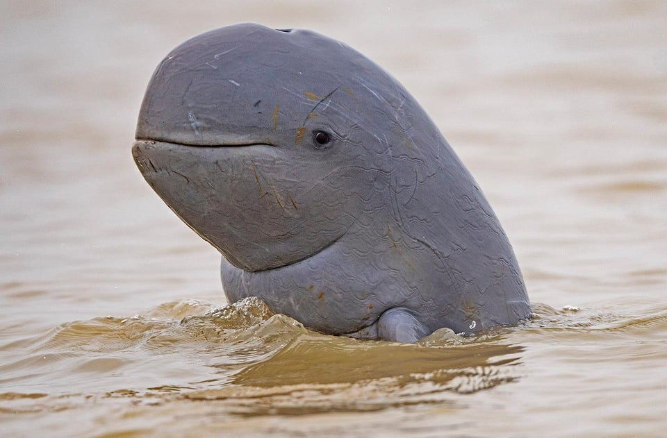 delfin irrawaddy