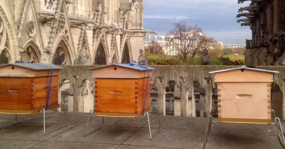apicultura-urbana