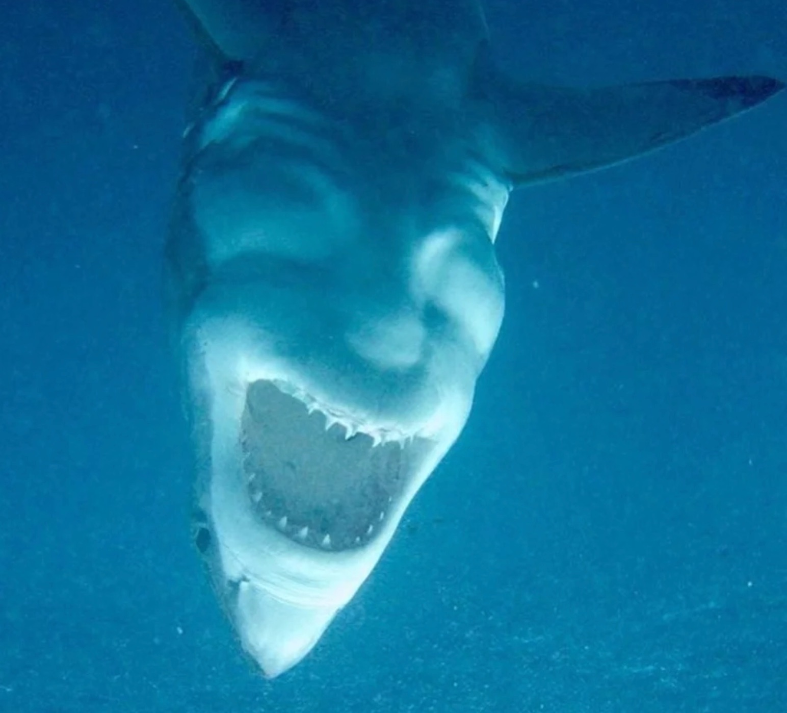 tiburón-blanco