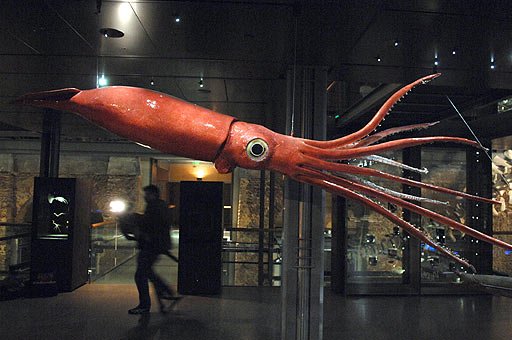 calamar-gigante-museo