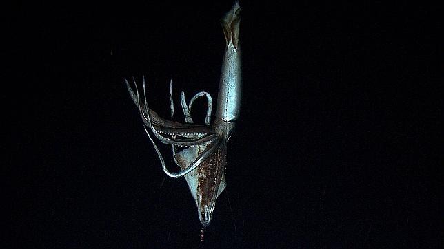 calamar-gigante-real