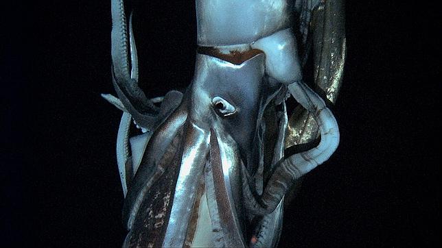 calamar-gigante-real