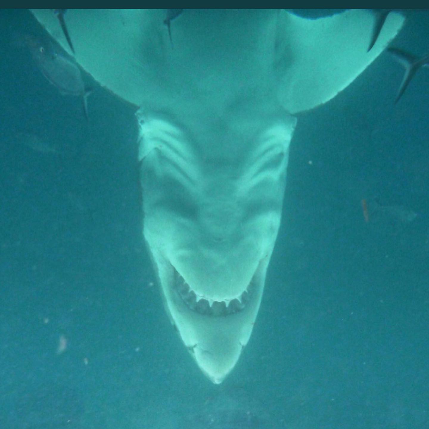 tiburón-blanco-visto-desde-abajo