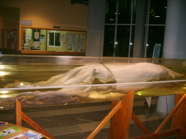cuerpo-calamar-gigante-conservado