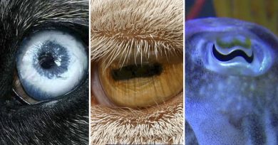 ojos-de-animales