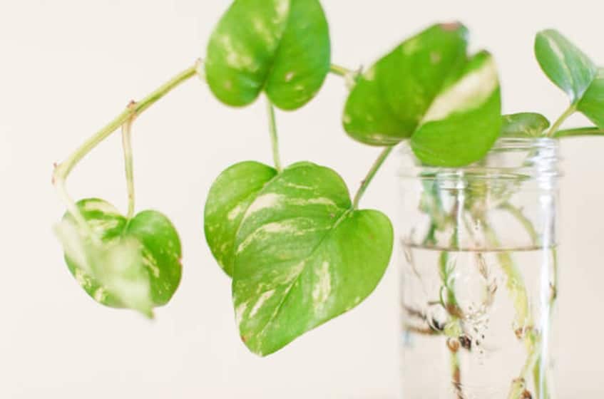 poto de neón plantas