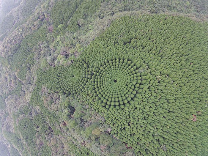 bosques en círculos