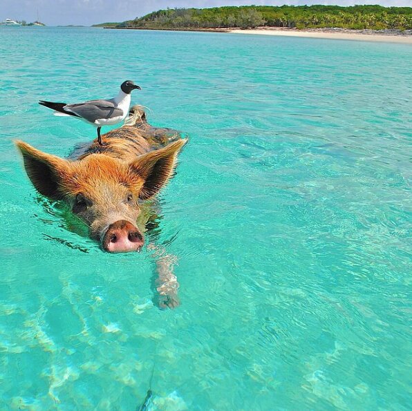 Pig Beach, Bahamas